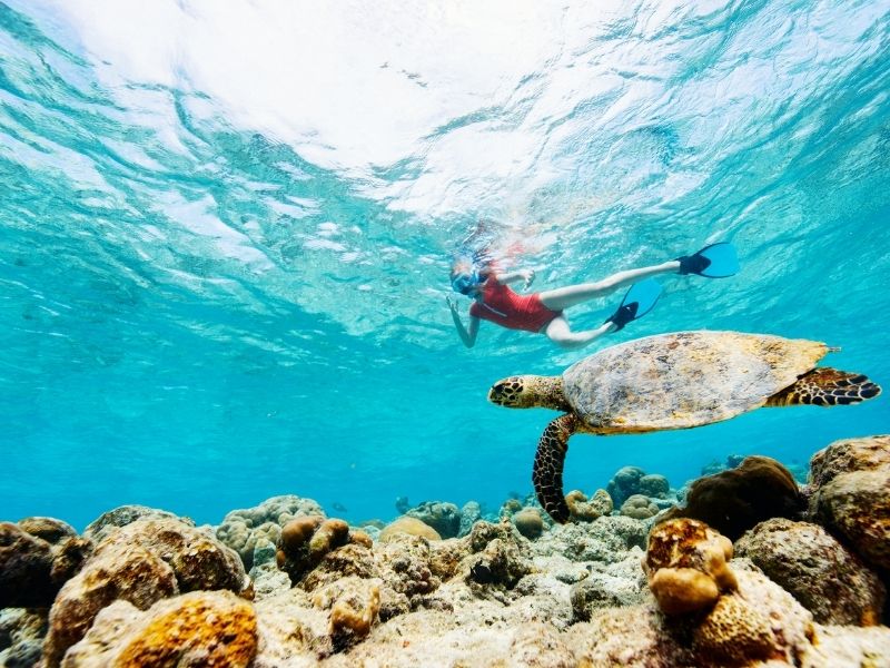 <p>Viaggio alle Maldive - Tartarughe marine</p>